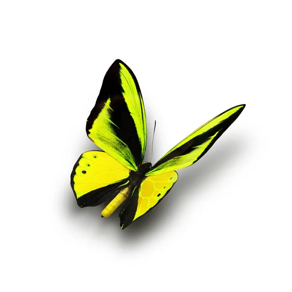 Beautiful Multi Colored Real Butterfly Flying White Background Photo — Stock Photo, Image