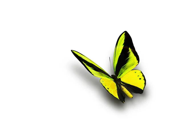 Beautiful Multi Colored Real Butterfly Flying White Background Photo — Stock Photo, Image