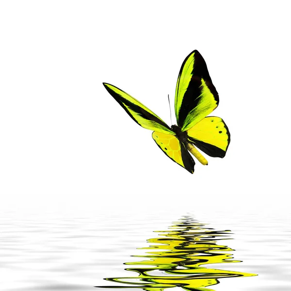 Beautiful Multi Colored Real Butterfly Flying White Background Photo — Stock Photo, Image