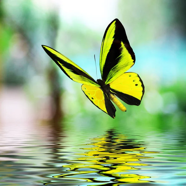 Beautiful Multi Colored Real Butterfly Flying Green Background Photo — Stock Photo, Image