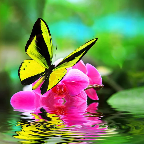 Beautiful Multi Colored Real Butterfly Flying Green Background Photo — Stock Photo, Image