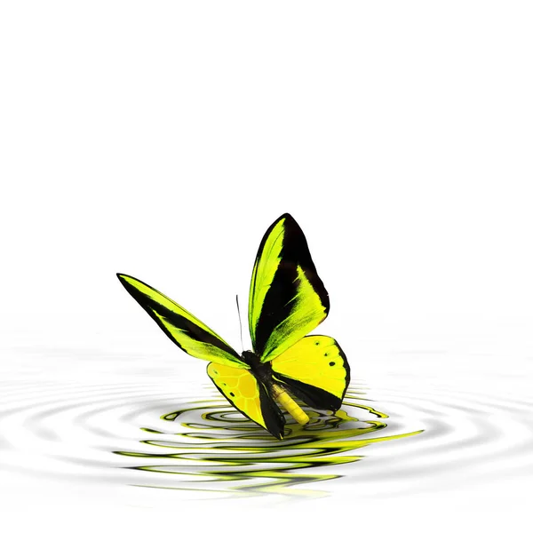 Gyönyörű Sokszínű Igazi Pillangó Repül Fehér Háttér Fénykép — Stock Fotó