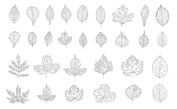 Uma Seleção Folhas Diferentes Fundo Aquarela Branca Ilustração — Vetor de Stock