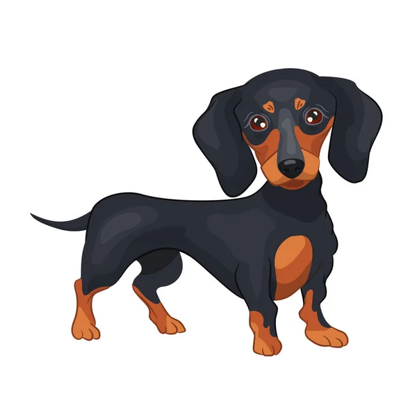 Cão Preto Realista Raça Dachshund Fundo Branco Ilustração Vetorial — Vetor de Stock