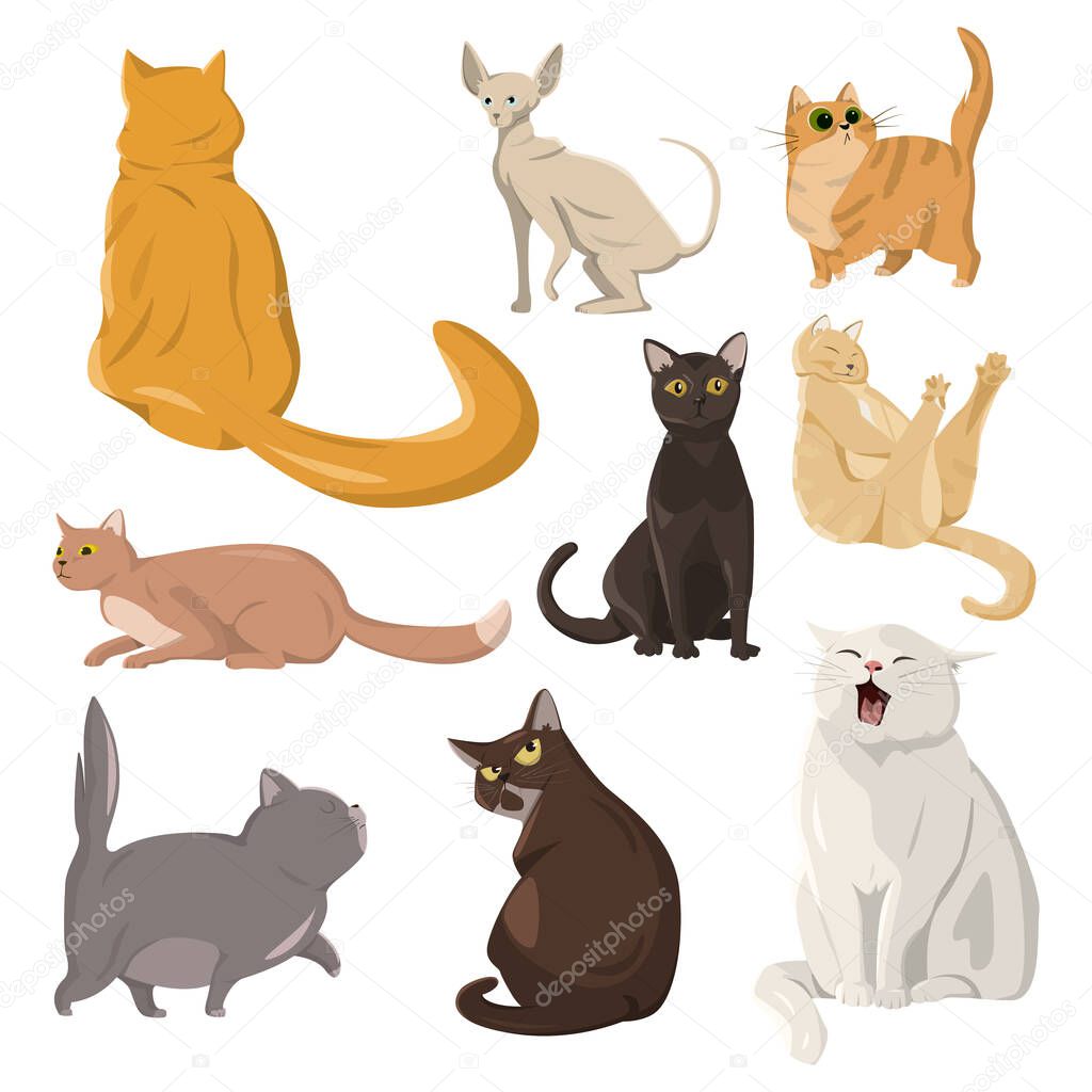 A selection of nine realistic cats on a white background - Vector illustration