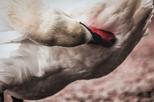 Detalhe Cisne Limpando Seu Corpo — Fotografia de Stock
