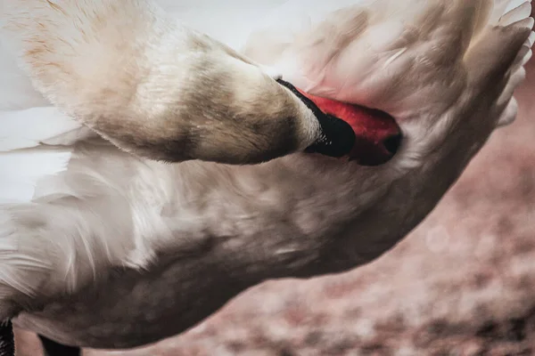 Detalle Del Cisne Limpiando Cuerpo — Foto de Stock