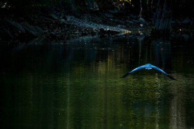 Balıkçıllar suyun üzerinde uçarken kanatlarını açarlar.