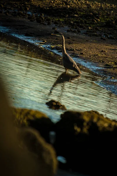 Nahaufnahme Von Reihern Der Küste Hintergrund Meer — Stockfoto