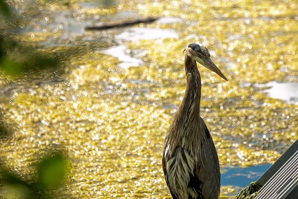 Primer Plano Una Garza Elegante Pie Agua — Foto de Stock