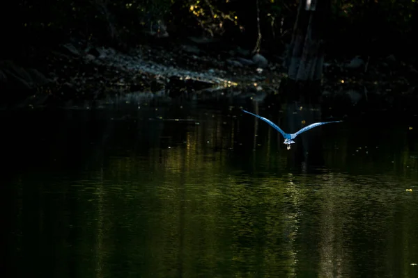 Closeup Shot Heron Flying Water — Stock Photo, Image