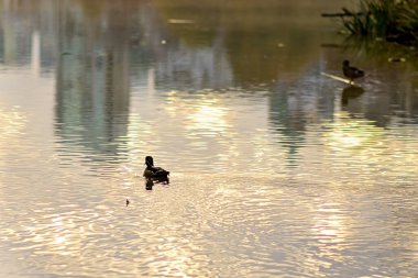 Ördek, kamerayı geriye doğru yüzdürüyor..