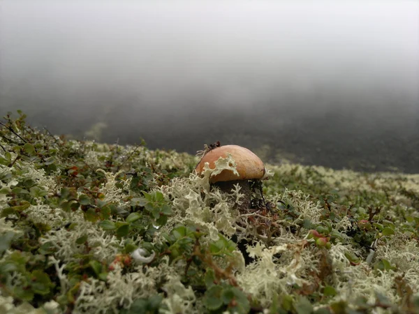 Tundra, siste yosun arasında mantar.