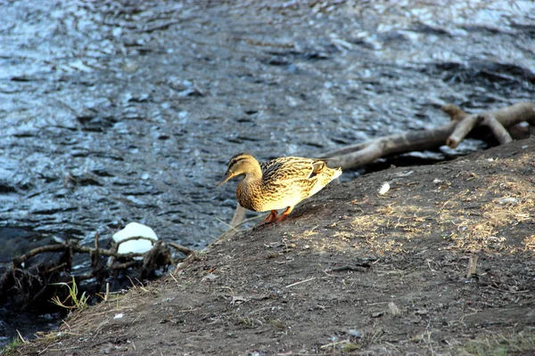 Gölün su üzerinde ördek.