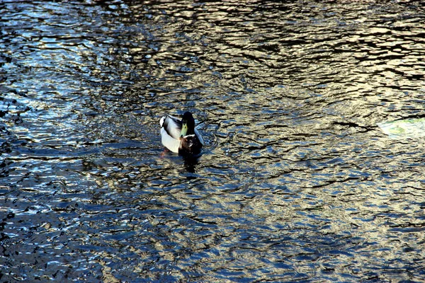 Gölün su üzerinde ördek.