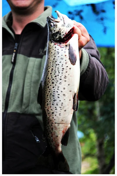 Kahverengi alabalık (vahşi tatlı su alabalığı, somon), fener elinde.