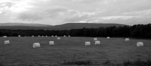 Sahada, yem tarım yaz aylarında saman.