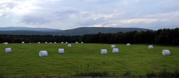 Sahada, yem tarım yaz aylarında saman.