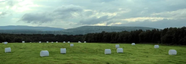 Sahada, yem tarım yaz aylarında saman.