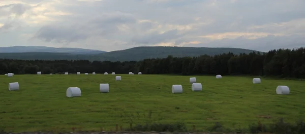 Sahada, yem tarım yaz aylarında saman.