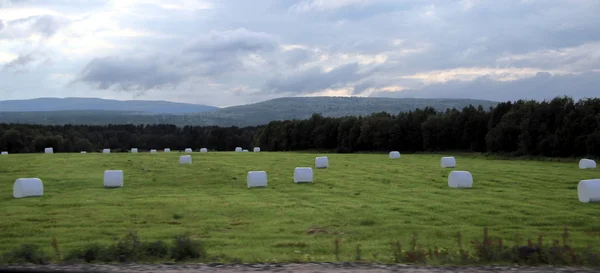 Sahada, yem tarım yaz aylarında saman.