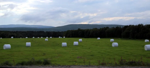 Sahada, yem tarım yaz aylarında saman.
