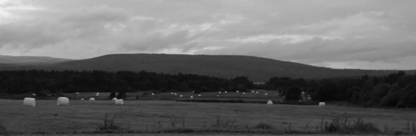 Sahada, yem tarım yaz aylarında saman.