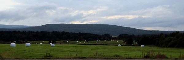 Sahada, yem tarım yaz aylarında saman.