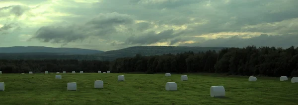 Sahada, yem tarım yaz aylarında saman.