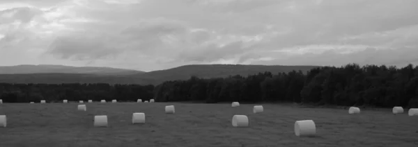 Sahada, yem tarım yaz aylarında saman.