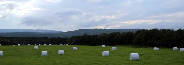 Sahada, yem tarım yaz aylarında saman.