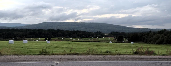Sahada, yem tarım yaz aylarında saman.