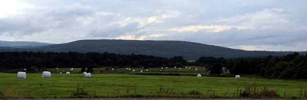 Sahada, yem tarım yaz aylarında saman.