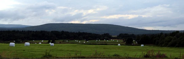 Sahada, yem tarım yaz aylarında saman.