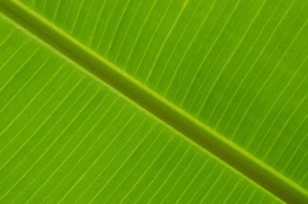 Banana leaf med rim ljus — Stockfoto