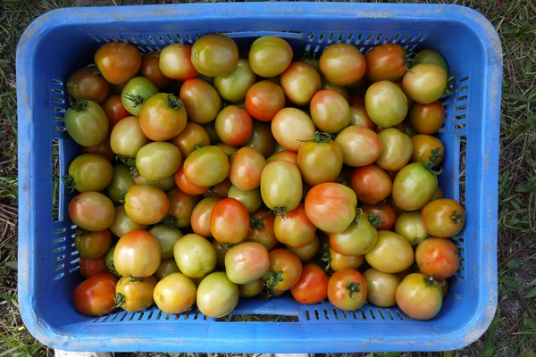 Tomaten in busket — Stockfoto