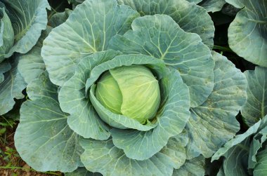 Alanında taze lahana