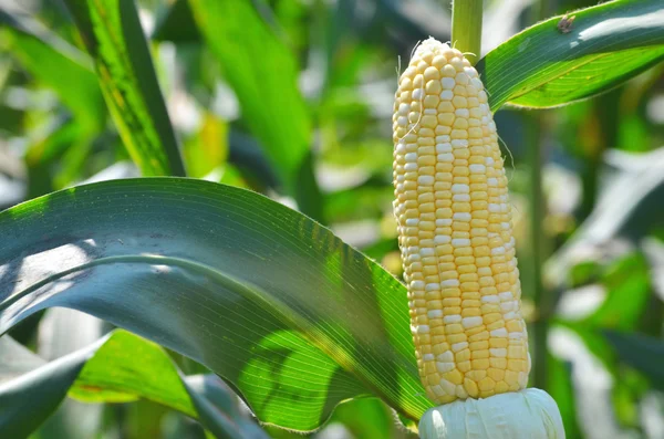 Zweifarbmais bereit für die Ernte — Stockfoto