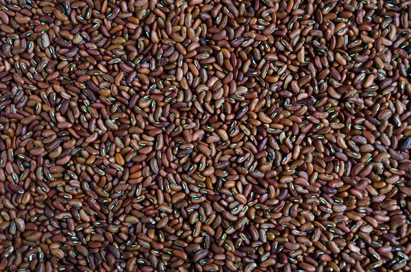 Bean seed texture — Stock Photo, Image