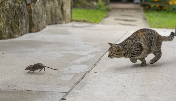 Grey stripped cat hunting the mouse. Young cat catching a mouse.