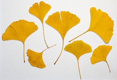 Beyaz arka planda bir gingko ağacının sarı yaprakları. Bekâret ağacı. Gingko biloba. Ginkgophyta. Sonbahar yaprakları.