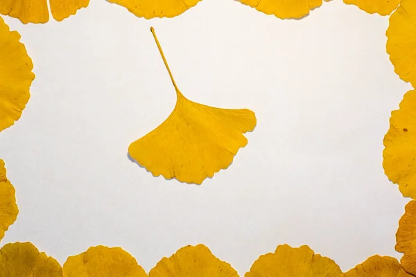 Yellow leaves of a gingko tree forming a frame on a white background with a single leaf in the middle . Maidenhair tree. Gingko biloba. Ginkgophyta. Autumn leaves.