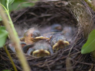 Genç kuşlarla kuş yuvası - Avrasya Karatavuğu.