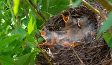 Genç kuşlarla kuş yuvası - Avrasya Karatavuğu.