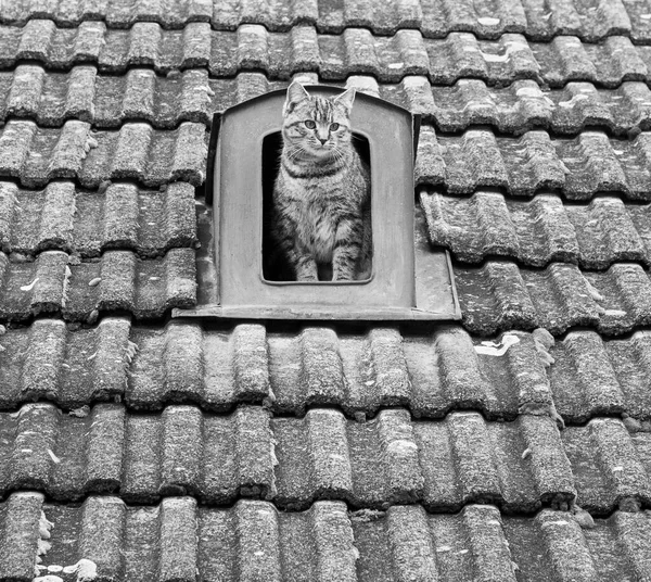 Gato Pelado Gris Abertura Del Flujo Aire Techo Baldosas Viejas — Foto de Stock