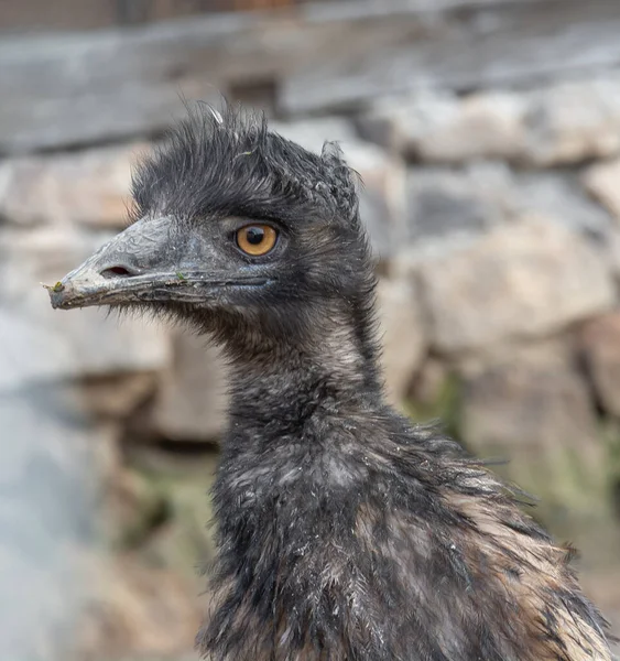 オーストラリアのEmu鳥 Dromaius Novaehollandiae の頭は 詳細を閉じています 農場のえむ鳥 — ストック写真