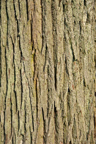 Kůra Tilia Kordata Běžně Nazývaná Limetkový Strom Nebo Lipový Strom — Stock fotografie