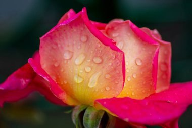 Kırmızı ve sarı yapraklı güzel bir gül. Yüzeyde su damlacıkları.