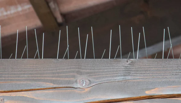 Bird control metal spikes mounted on the top of a  wooden beam. Anti pigeon spikes.