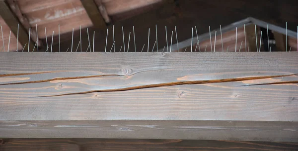 Bird control metal spikes mounted on the top of a  wooden beam. Anti pigeon spikes.